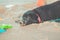 Portrait of a young cat looking to the cameraBlack Labrador Retriever digging in the sand. Dog on the beach