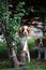 Portrait of a young cavalier king charles dog on a tree