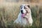 Portrait of a young Central Asian Shepherd dog