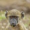 Portrait of a young chacma baboon playing in its habitat in Kruger national park