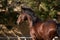 Portrait of a young chestnut Lusitano horse with its mane blowing