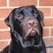 Portrait of a young Chocolate Labrador dog