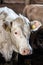 Portrait of young cow calf Charolais in farm