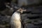 Portrait of a young curious penguin in a zoo. (Spheniscus humboldti)