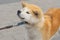 Portrait of young cute Akita inu dog that draw the leash