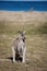 Portrait of young cute australian Kangaroo standing in the field and waiting. Joey. Sea background