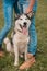 Portrait of young cute husky dog