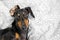 Portrait of a young dachshund dog, black and tan, play the ape in a bed at home