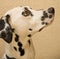 Portrait of young Dalmatian.