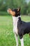 Portrait of a young dog breed Basenji in the Park on the green grass. Stands and looks up