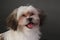 Portrait of a young dog on a dark background