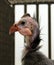 Portrait of young Domesticated guineafowl Numida meleagris