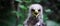 Portrait of a young eagle, with downy plumage, open beak. Close-up, against the backdrop of a picturesque bokeh. .