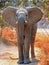 Portrait of a young elephant with very long legs standing