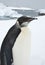 Portrait of a young emperor penguin.