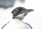 Portrait of a young Emperor penguin on a bright day.