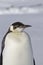 Portrait of a young emperor penguin on a spring day