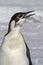 Portrait of a young Emperor penguin who