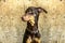 Portrait of a young fawn Doberman