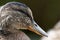 Portrait of a young female duck