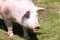 Portrait of a young female pietrain pig on pasture