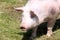 Portrait of a young female pietrain pig on pasture