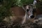 Portrait of a young female of reeveÃƒâ€šÃ‚Â´s muntjac