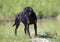 Portrait of a young female of the Slovakian hound