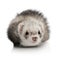 Portrait of young ferret in front of white background