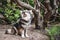 Portrait of a young Finnish Lapphund