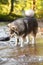 Portrait of a young Finnish Lapphund dog