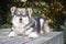 Portrait of a young Finnish Lapphund dog