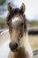 Portrait of a young foal