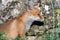 Portrait of a young Fox cub. Vulpes vulpes, close up