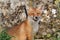 Portrait of a young Fox cub. Vulpes vulpes, close up