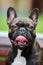 Portrait of a young French bulldog against a background of nature and green grass. A dog on a natural background