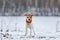 Portrait of young funny dog of parson russell terrier breed in knitted reindeer hat standing on snow outdoors at winter