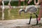 Portrait of a young Greater Flamingo in a zoo