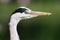 Portrait of young Grey Heron (ardea cinerea)