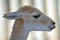 Portrait of a young Guanaco in Argentina