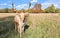 portrait of young hart deer grazing in natural park in autumn