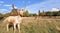 portrait of young hart deer grazing in natural park in autumn