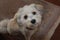 Portrait of a young havanese  with big eyes