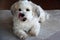 Portrait of a young havanese licking his snout