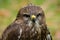 Portrait of a young hawk