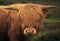 Portrait of a young Highland Cow