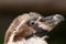 Portrait of a young Humboldt penguin