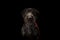 Portrait of young hunting dog, German Wirehaired Pointer