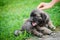 Portrait of young Illyrian Shepherd Dog puppy Sarplaninac, Yugoslavian Shepherd, Shepherd from the Sharr Mountains