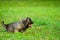 Portrait of young Illyrian Shepherd Dog puppy Sarplaninac, Yugoslavian Shepherd, Shepherd from the Sharr Mountains